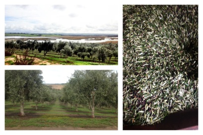Lake Alexandrina, Olive Groves, Leaf problem in olives