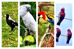 Magpie,Macaw,Lorikeet,Malah