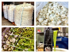 Fresh Garlic crushed together for our Guilty Garlic olive oil.  Check out the impressive 2000 lb sacks!