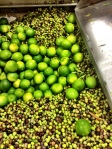 Limes used to make a lime flavored olive oil